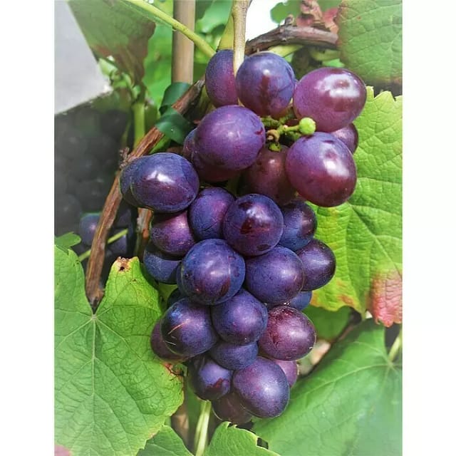 Weinrebe Blauer Muskateller, blau 60 - 80 cm Vitis vinifera
