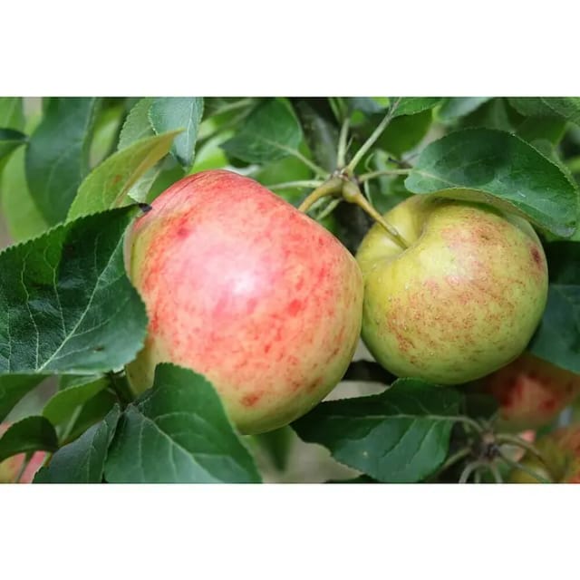 Zwergapfel Galina 70 - 90 cm Malus domestica