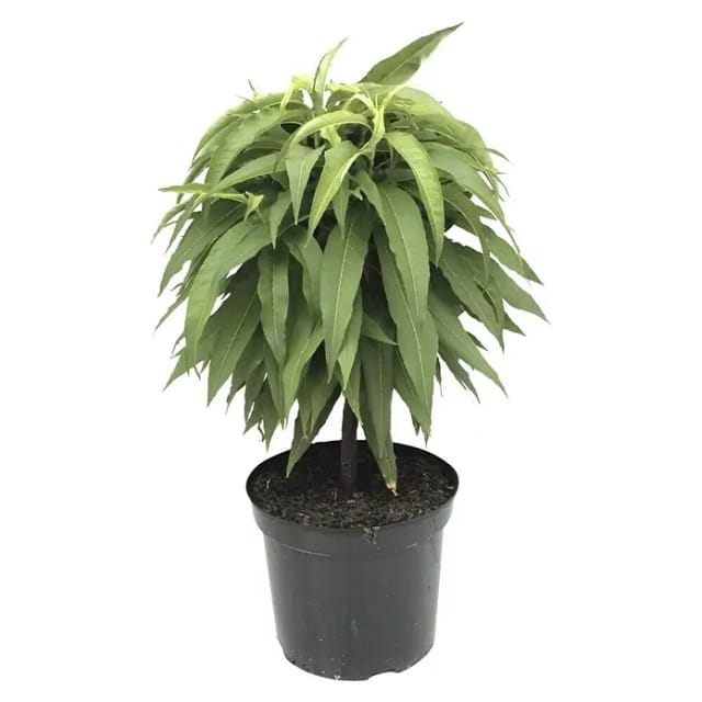 Zwergnektarine Redgold 50-70 cm Prunus persica