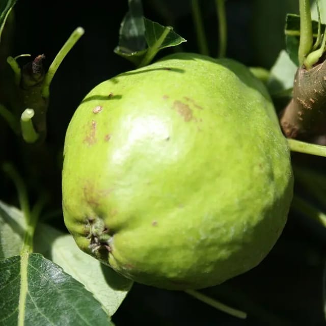 Zwergbirne Luisa 70 - 90 cm Pyrus communis