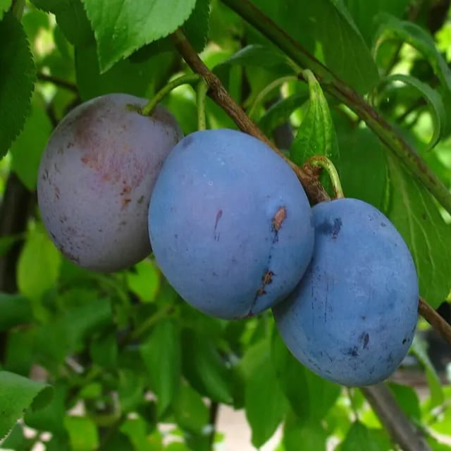 Zwetsche Hauszwetsche 100 - 120 cm Prunus domestica