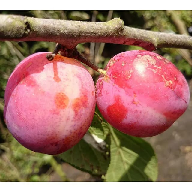 Zwetsche Königin Viktoria 100 - 120 cm Prunus domestica