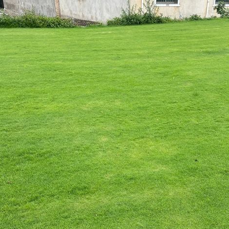 Feine Und Zarte Samen Des Kriechstraußgrases, 500 G, Hochwertiges Grassaatgut, Zum Begrünen Und Anlegen Von Rasenflächen.
