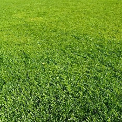 Greengrass Rasensamen, 500g, Hochwertige Rasensamen, Zum Begrünen Und Anlegen Von Rasenflächen.