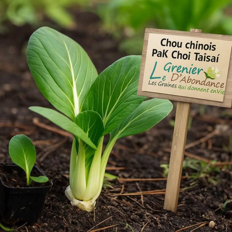 100 Bio-saatgut – Le Grenier D'Abondance – Chinakohl Pak Choi Taisai – Bio-zertifiziert – Brassica Rapa