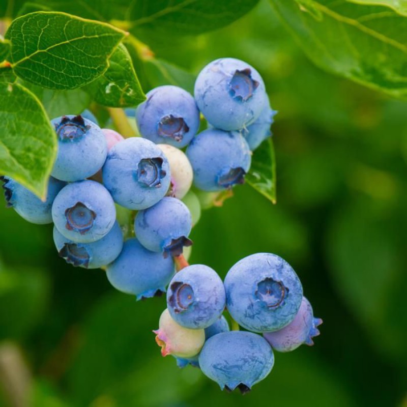 Heidelbeerstrauch (vaccinium Corymbosum), 60 Cm Hoch, 2-liter-topf