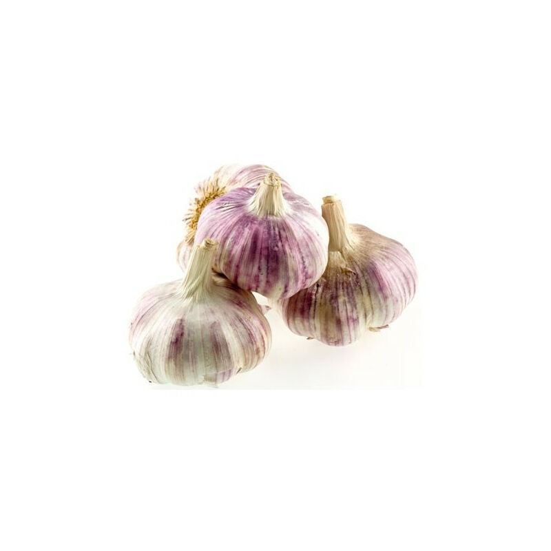Rose Gayant 40+ Knoblauch Zum Anpflanzen, 500 G. Marke: Art.-nr.: Rose Gayant 40+
