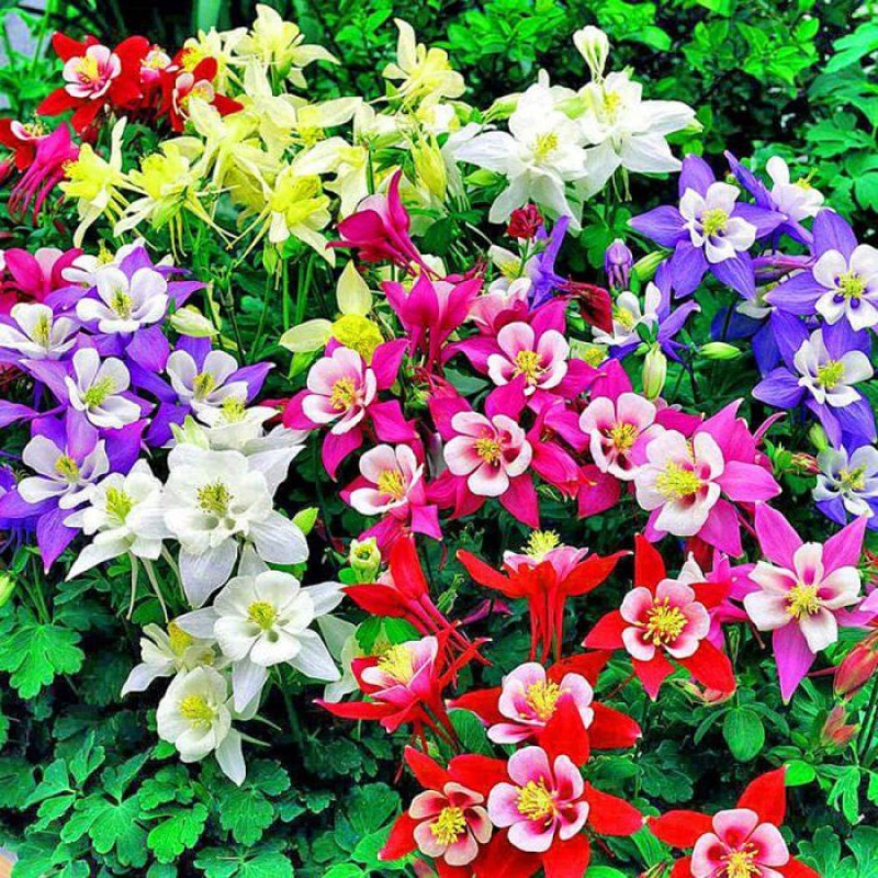 Seltene Samen, 100 Samen Der Großblumigen, Gefüllten Akelei, Mehrjährige Gartenblumensamen, Große Blüten