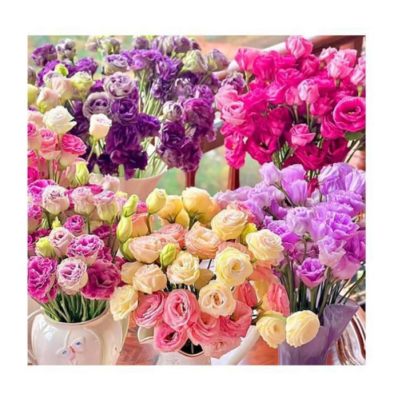 300 Stück Samen Eustoma, Eustoma Grandiflorum Samen,mischung Eustoma Samen, Bunt Eustoma Samen,geeignet Pflanzen Multicolor Seed