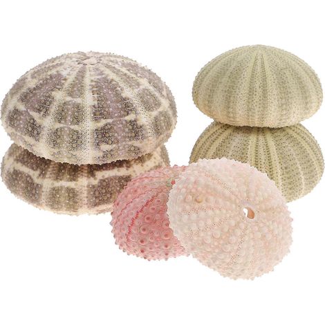 Set Mit 6 Dekorativen, Seeigelförmigen Übertöpfen Für Luftpflanzen, Tischdekoration Und Aquarien. – 6,00 X 6,00 X 2,30 Cm – Farbe Zufällig