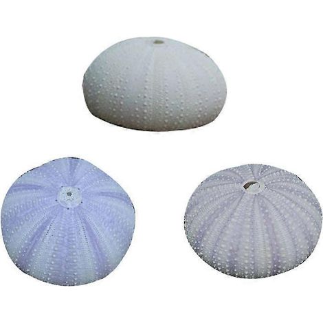 Set Aus 3 Natürlichen, Getrockneten Seeigelschalen, Muschelschalen, Kreativen Luftpflanzentöpfen, Handgefertigten Mini-pflanztöpfen, Bürodekoration (farbe Zufällig) - 5,00 X 5,00 X 3,20