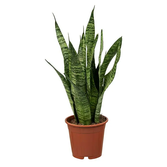 Piardino Bogenhanf (Sansevieria zeylanica, Topfgröße: 17 cm, Gelb-Grün)