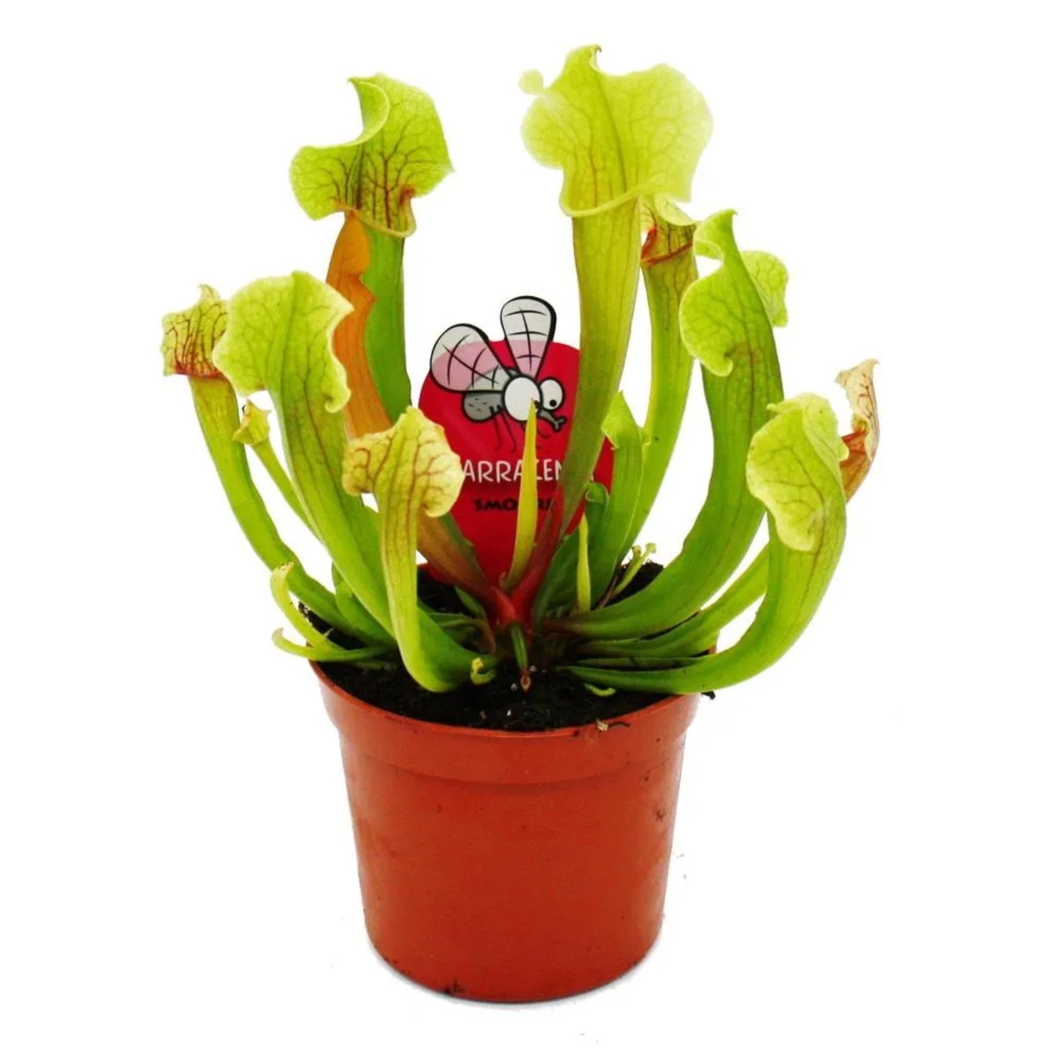 Exotenherz Schlauchpflanze Trompetenkrug-Pflanze Sarracenia Smoorii Fleischfressende Pflanze 9cm Topf