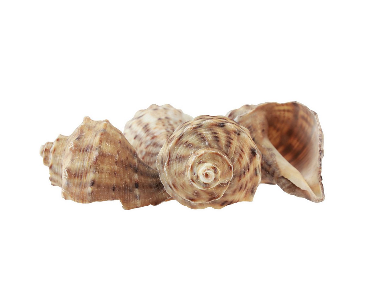Posiwio Bastelnaturmaterial Maritime Schneckenhäuser für Dekoration und Bastelideen