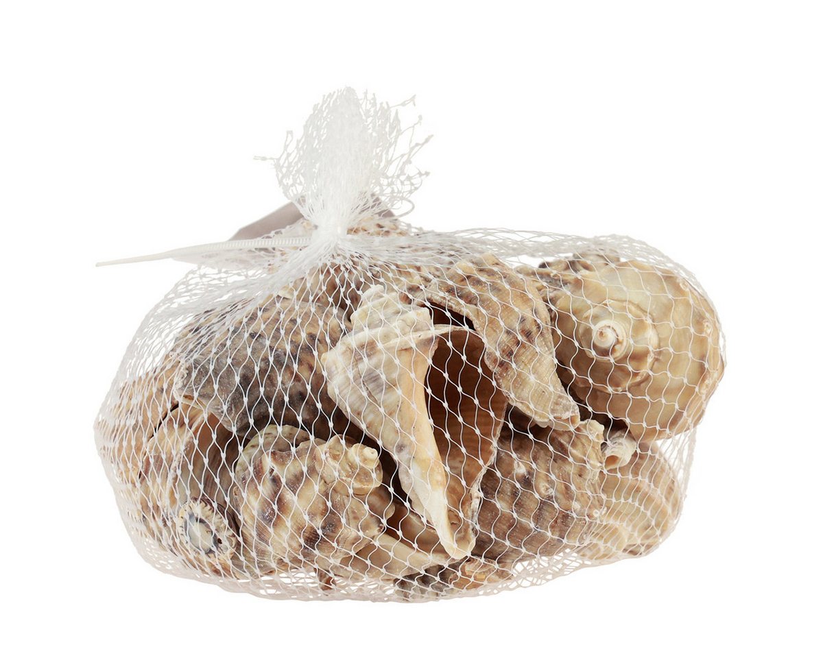 Posiwio Bastelnaturmaterial Maritime Schneckenhäuser für Dekoration und Bastelideen Bild 2