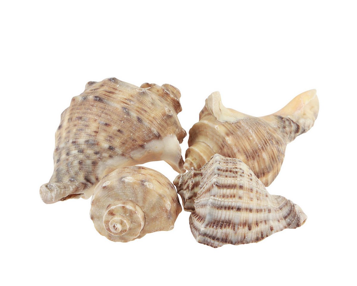 Posiwio Bastelnaturmaterial Maritime Schneckenhäuser für Dekoration und Bastelideen Bild 3