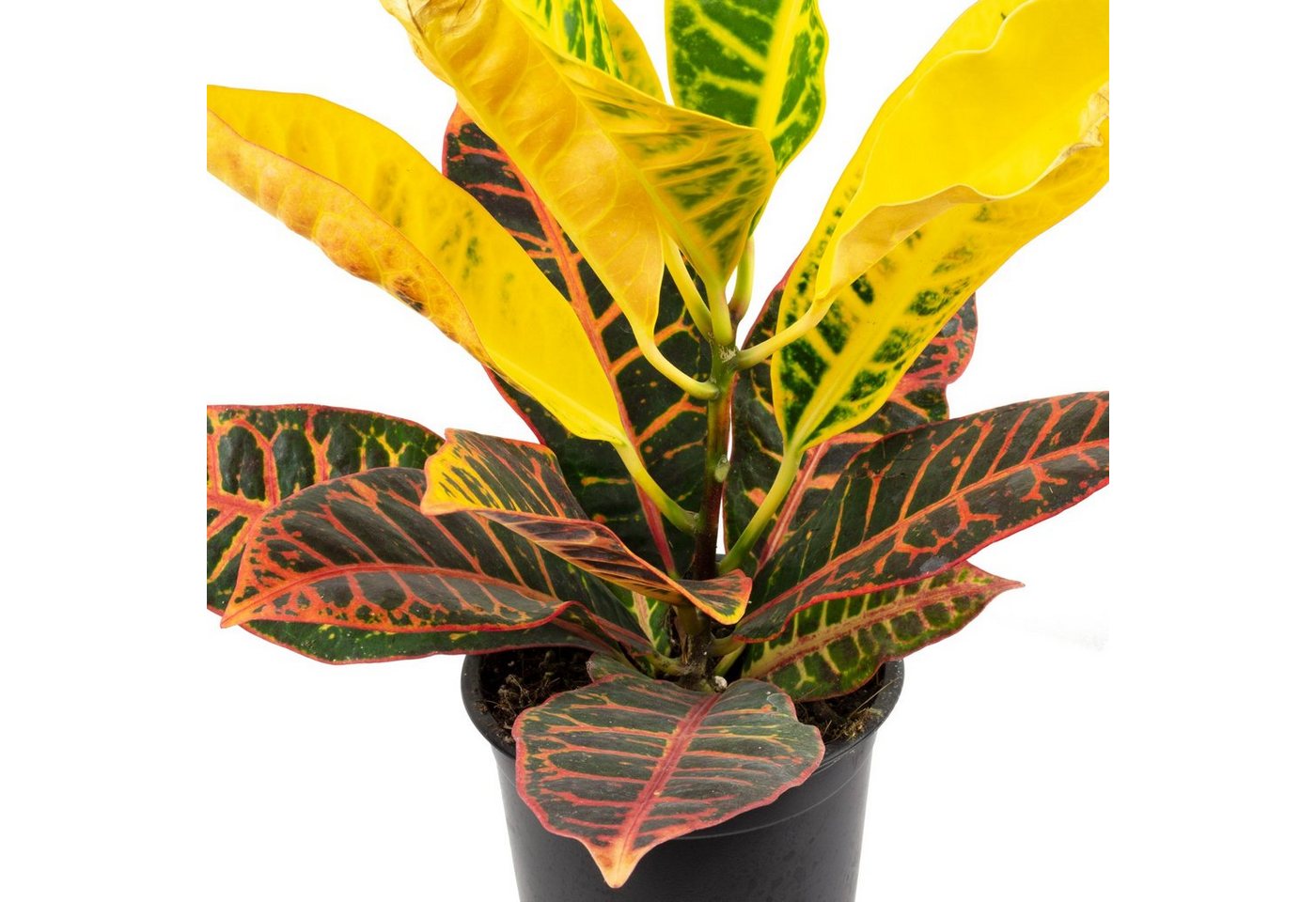 Flowerbox Zimmerpflanze Wunderstrauch "Petra" - Codiaeum Petra, - Höhe ca. 40 cm, Topf-Ø 13 cm