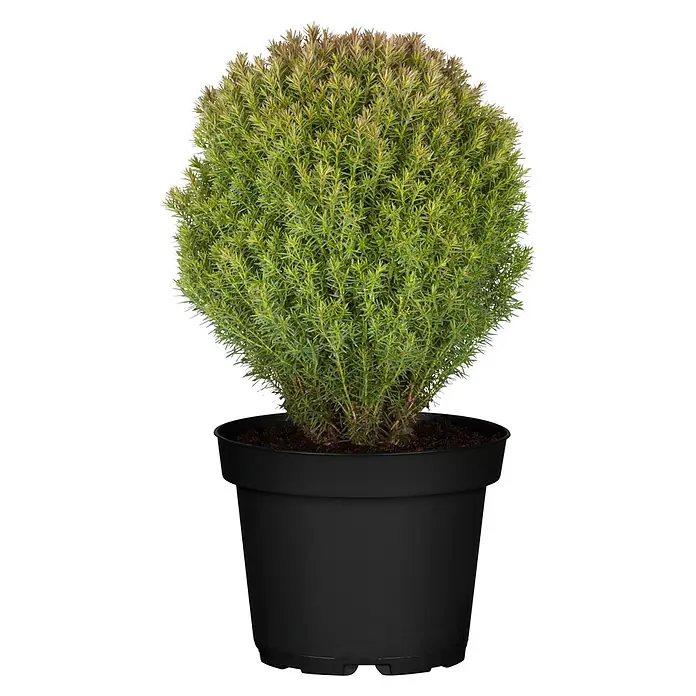 Piardino Zwerg-Lebensbaum (Thuja occidentalis Teddy, Topfgröße: 13 cm)