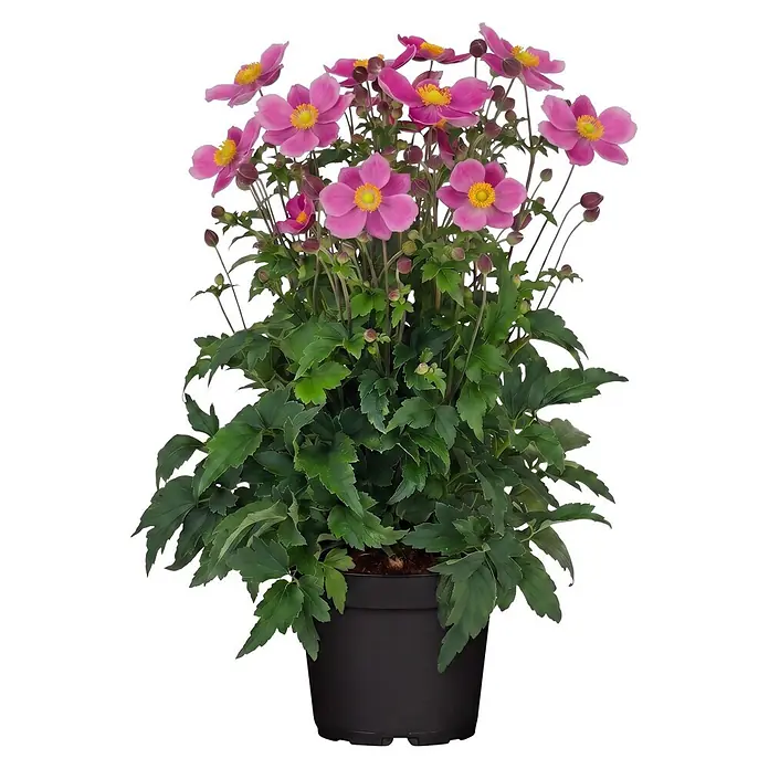 Piardino Herbstanemone (Anemone hupehensis 'Emmy Deep Rose', Topfgröße: 17 cm, Rosa)