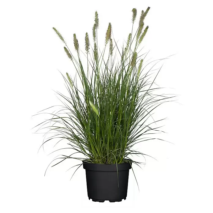Piardino Ziergras (Pennisetum alopecuroides 'Hameln', Topfgröße: 14 cm)