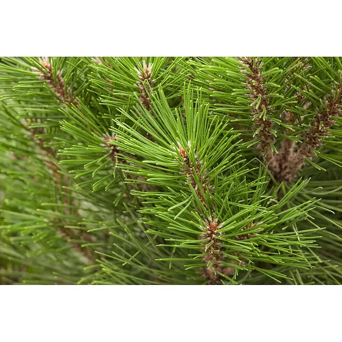 Piardino Schwarzkiefer (Pinus nigra 'Kleiner Turm', Topfgröße: 21 cm)