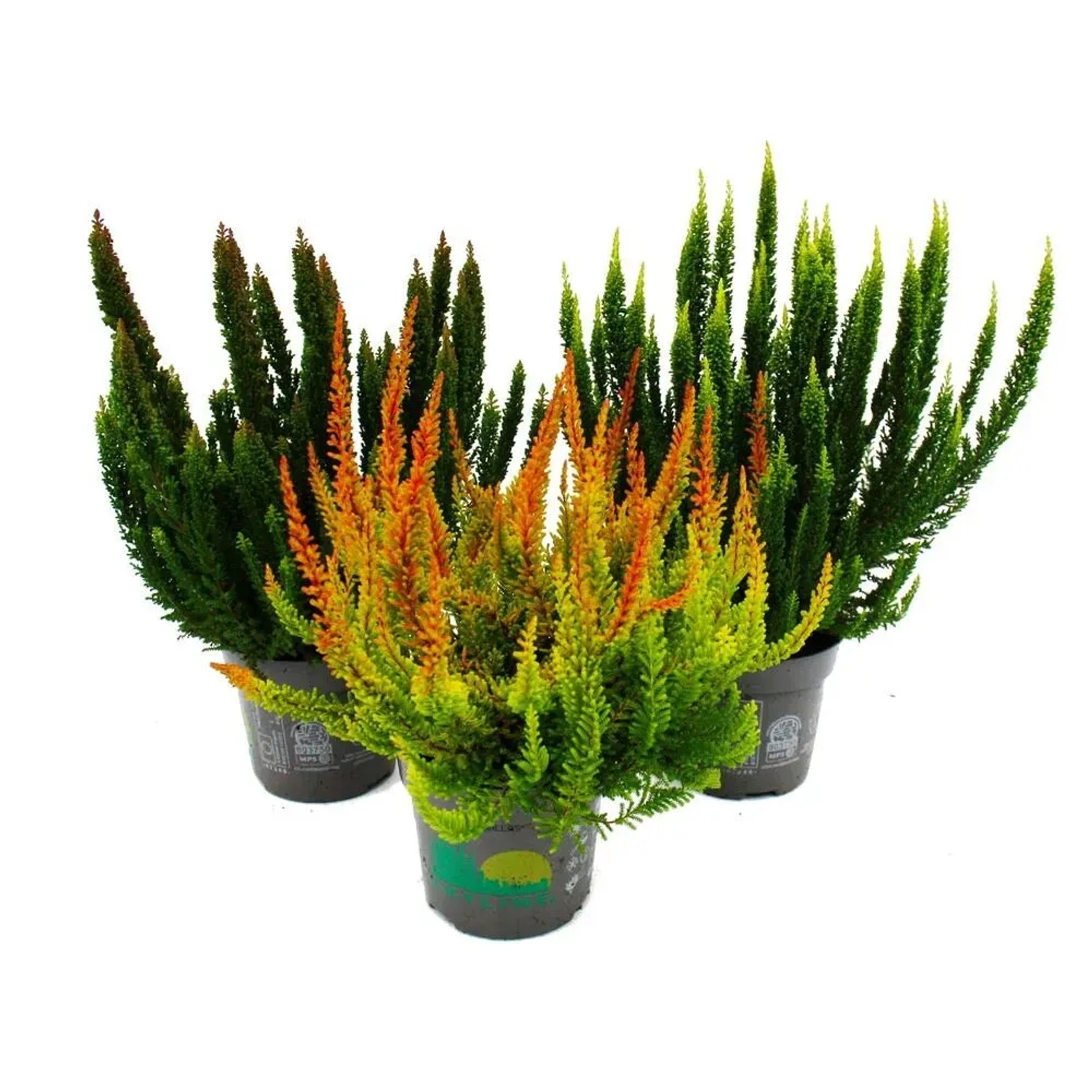 Exotenherz Calluna Green Nature Grüne Besenheide Heidekraut Winterhart 11cm Topf Set mit 3 verschiedene Pflanzen