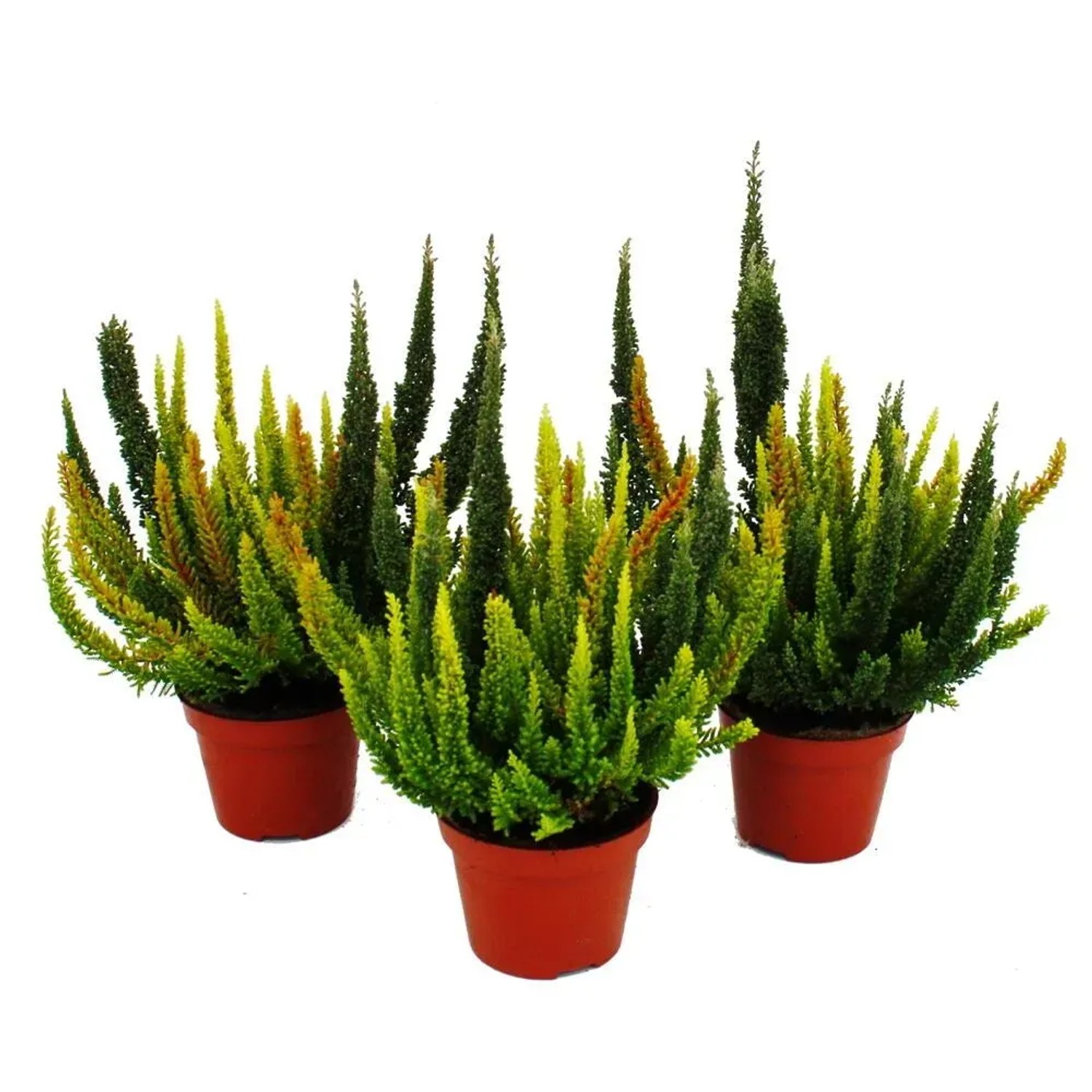 Exotenherz Calluna Green Nature Grüne Besenheide Heidekraut Winterhart 11cm Topf Set mit 3 Pflanzen verschiedene Grüntöne pro Topf