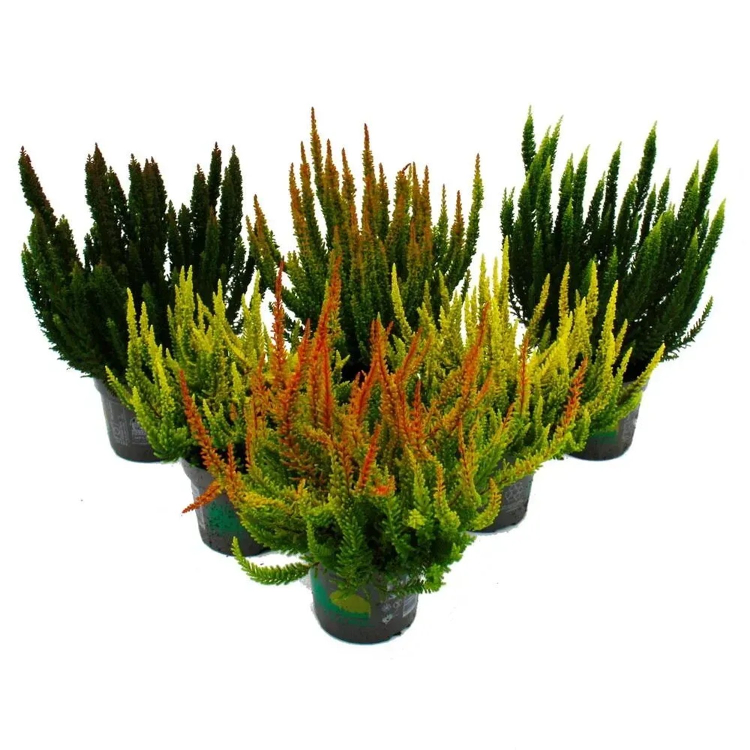 Exotenherz Calluna Green Nature Grüne Besenheide Heidekraut Winterhart 11cm Topf Set mit 6 verschiedene Pflanzen