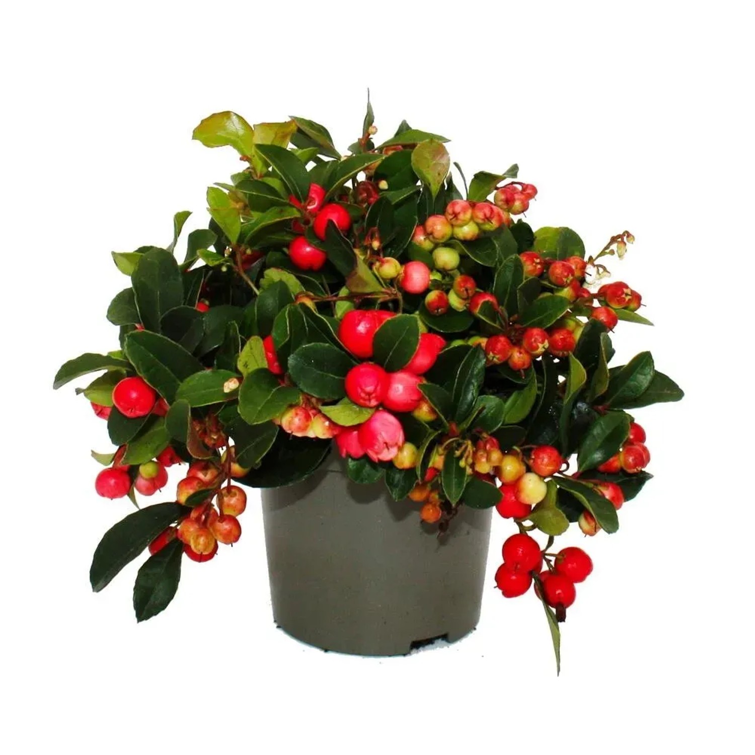 Exotenherz Teppichbeere Gaultheria procumbens Scheinbeere Rebhuhnbeere Winterharte Pflanze mit Dekorativen Beeren 1 Pflanze