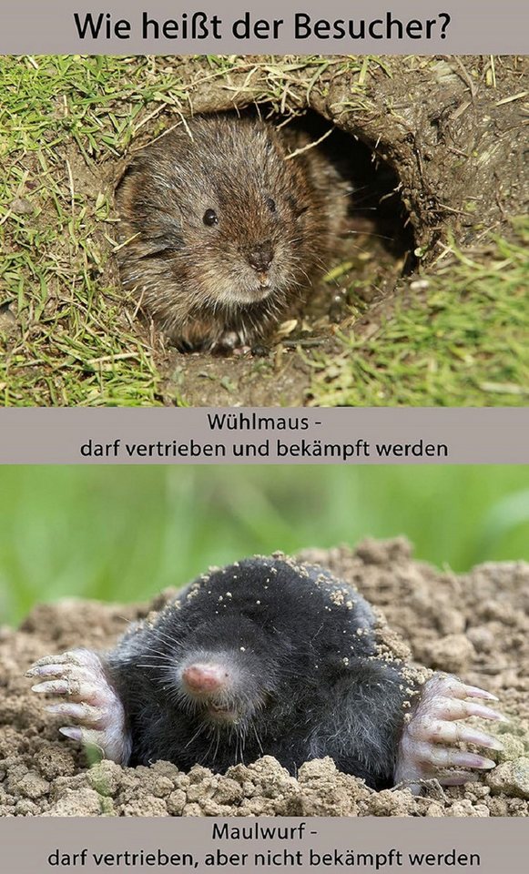 Substral Vergrämungsmittel Substral Celaflor Maulwurf-Frei 50 Kugeln Bild 4