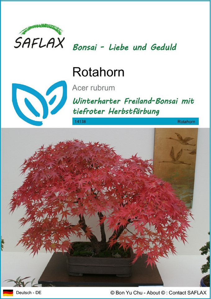 SAFLAX Blumensamen SAFLAX - Samen - Rotahorn Bild 2
