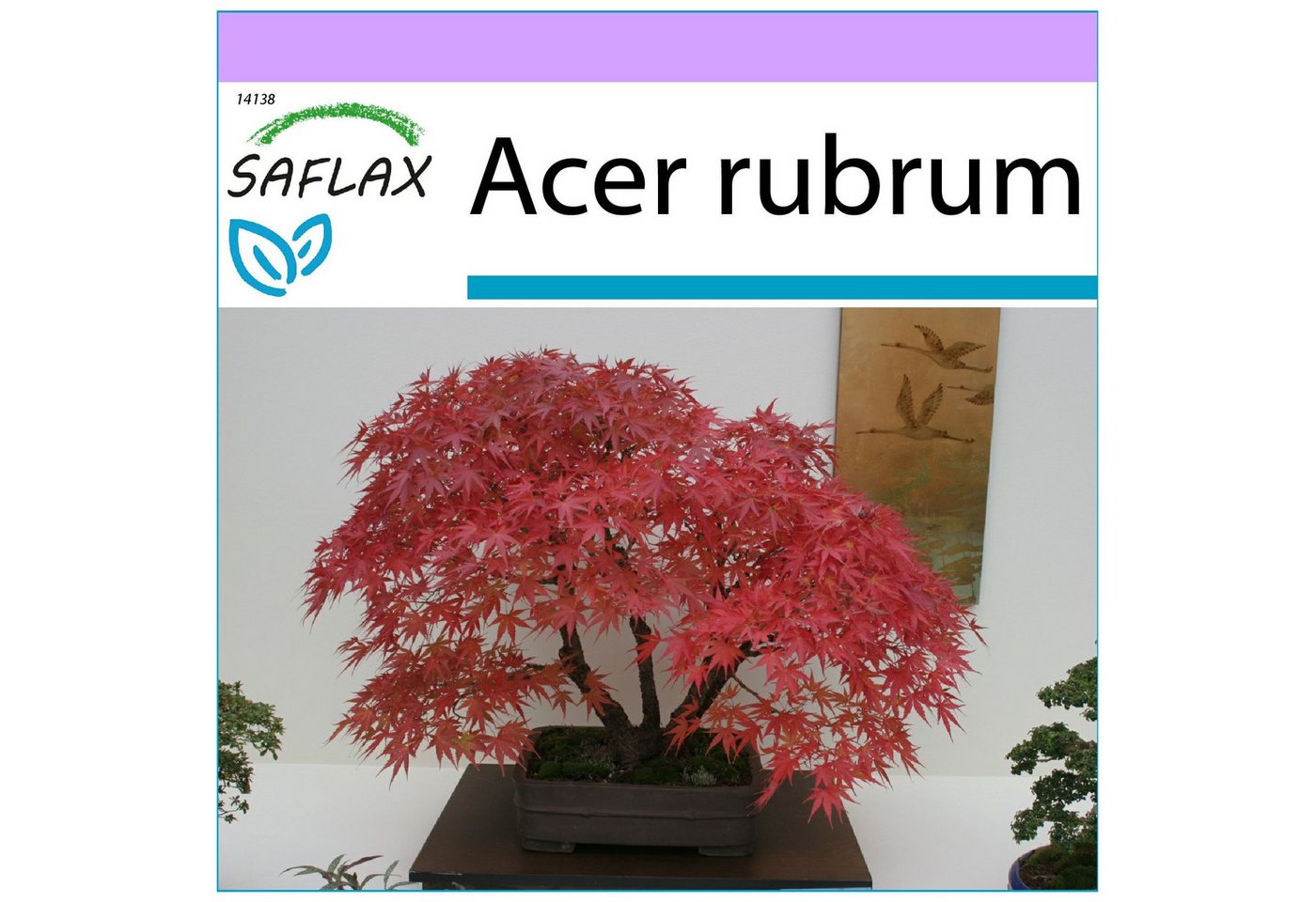 SAFLAX Blumensamen SAFLAX - Samen - Rotahorn Bild 3