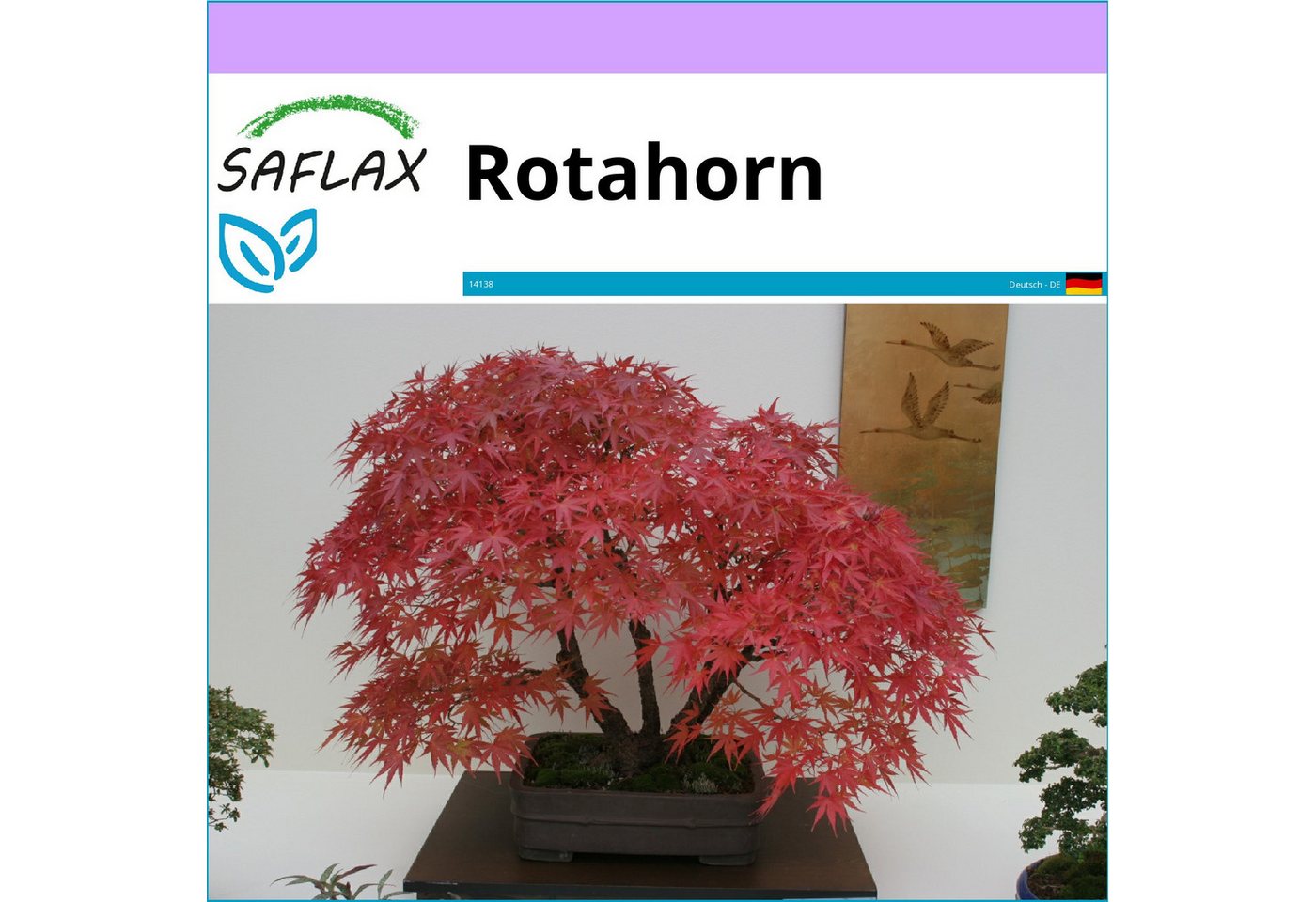 SAFLAX Blumensamen SAFLAX - Samen - Rotahorn Bild 4