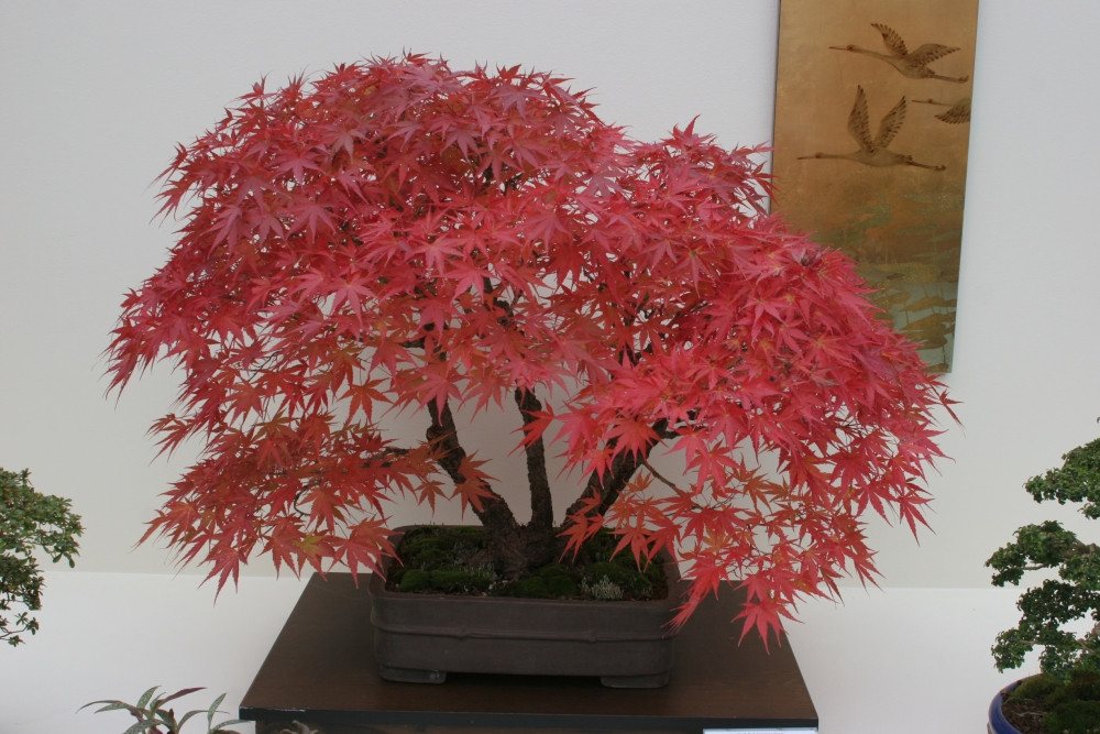 SAFLAX Blumensamen SAFLAX - Samen - Rotahorn Bild 5