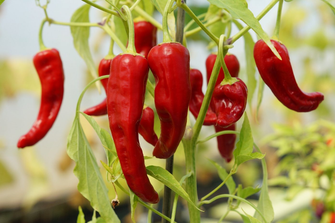 SAFLAX Gemüsesamen SAFLAX - Samen - BIO - Chili - De Cayenne Long Slim Bild 2