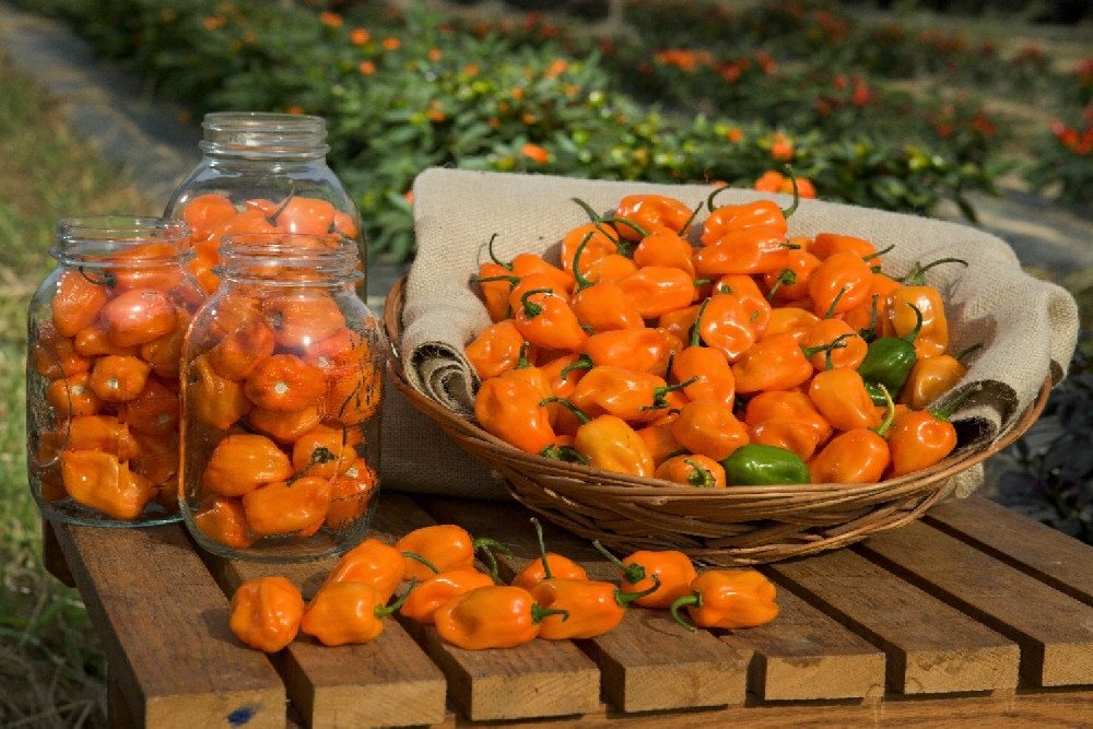 SAFLAX Gemüsesamen SAFLAX - Samen und Substrat - Chili - Gelbe Habanero