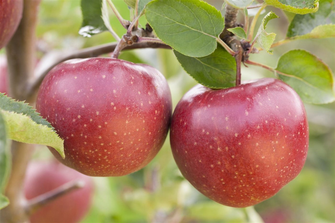 Pflanzen für Dich Obstpflanze Malus 'Jonagold', 1 St., Jonagold-Apfel, Apfelbaum, großfruchtig, süßsäuerlich Bild 2