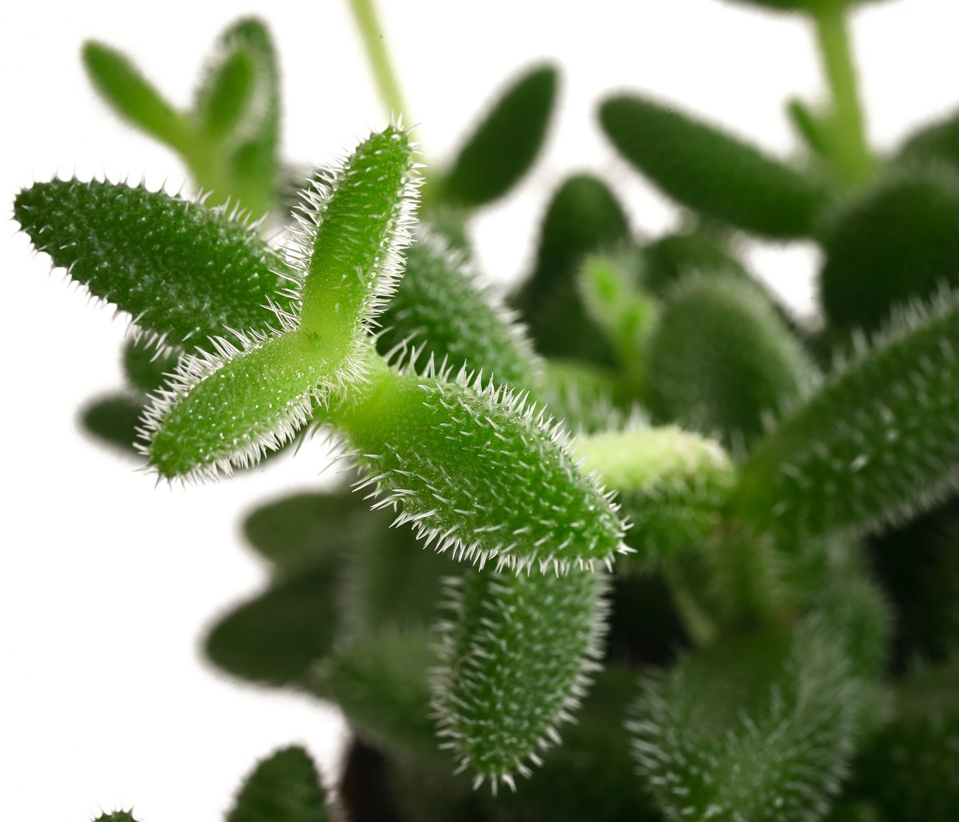 Dehner Kaktus Gurkenpflanze, Delosperma echinatum, ca. 20 cm, Ø Topf 12 cm, Sukkulente mit fleischigen und behaarten Blättern