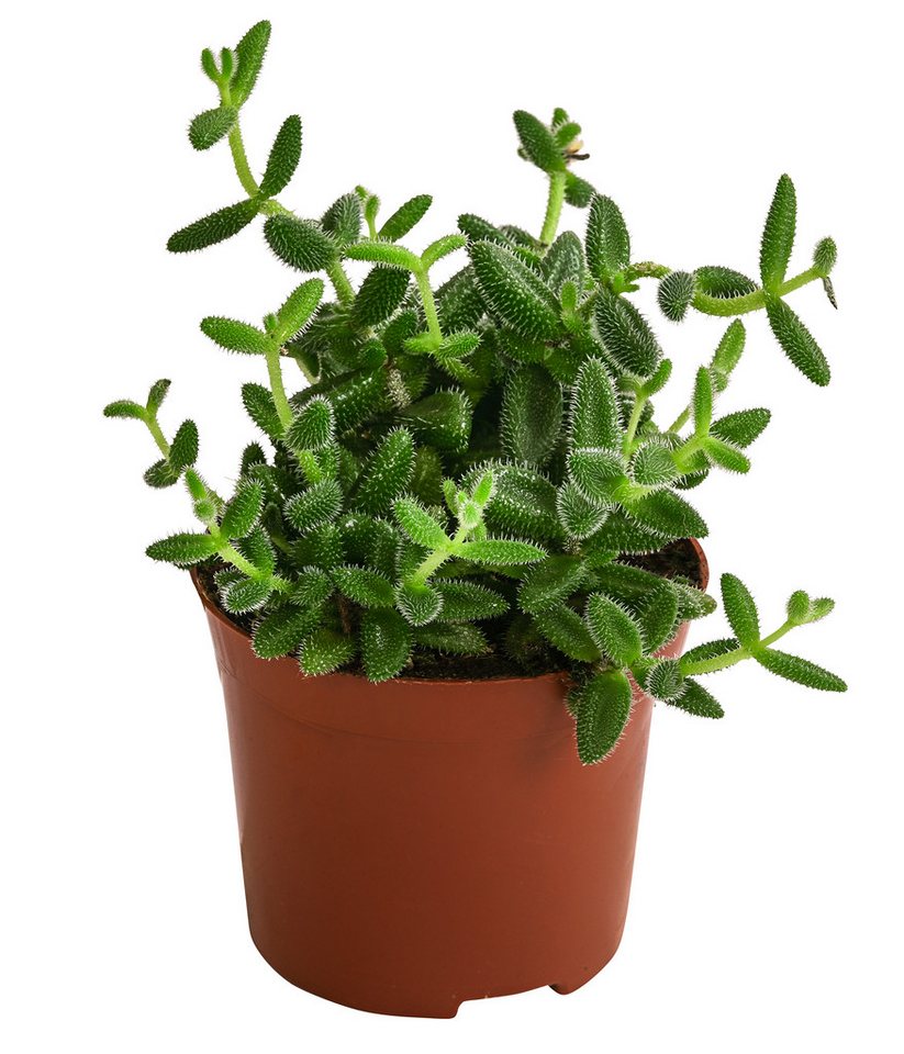 Dehner Kaktus Gurkenpflanze, Delosperma echinatum, ca. 20 cm, Ø Topf 12 cm, Sukkulente mit fleischigen und behaarten Blättern Bild 2