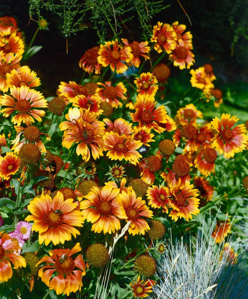 Pflanzen für Dich Staude Gaillardia grand. Bremen, 1 St., Kokardenblume Bild 2