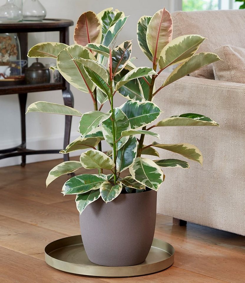 BALDUR Garten Zimmerpflanze Weißbunter Gummibaum ca. 50-60 cm hoch, 1 St., Buntblatt-Ficus, pflegeleicht, robust