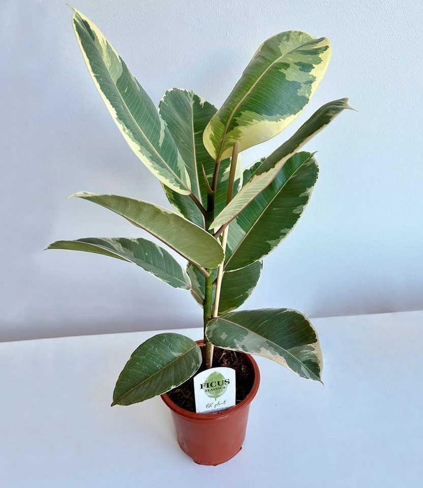 BALDUR Garten Zimmerpflanze Weißbunter Gummibaum ca. 50-60 cm hoch, 1 St., Buntblatt-Ficus, pflegeleicht, robust Bild 2