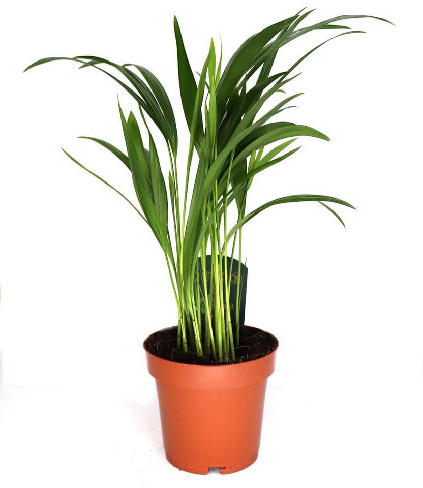 BALDUR Garten Zimmerpflanze Areca Palme ca. 35-45 cm, 1 St., Goldfruchtpalme, schnell wachsend, pflegeleicht