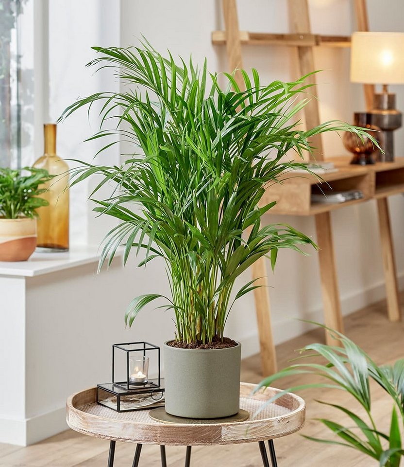 BALDUR Garten Zimmerpflanze Areca Palme ca. 35-45 cm, 1 St., Goldfruchtpalme, schnell wachsend, pflegeleicht Bild 2