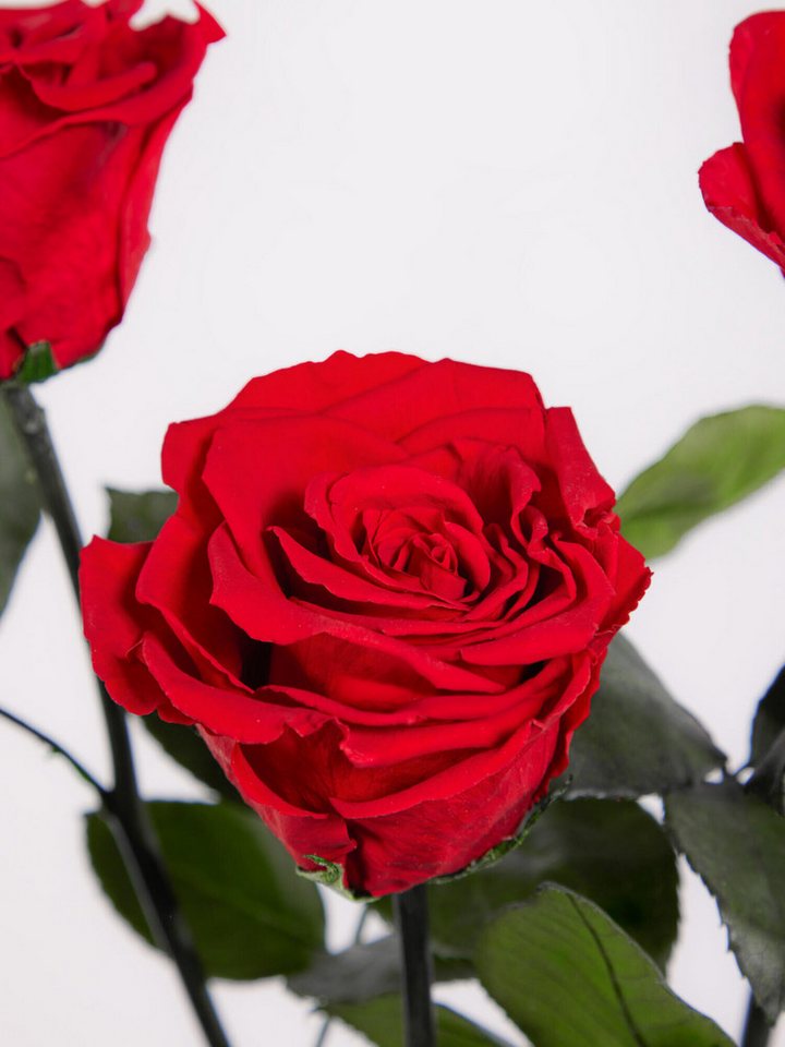 Fleurop Infinity-Rosen Infinity Rosen: Ewige Liebe