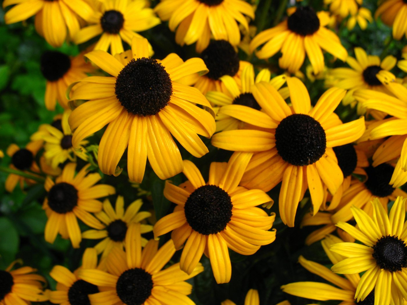 AMO Baumschulen Obstpflanze Rudbeckia 'Goldsturm', 5 Pflanzen Sonnenhut Staude, Goldgelbe Blüten