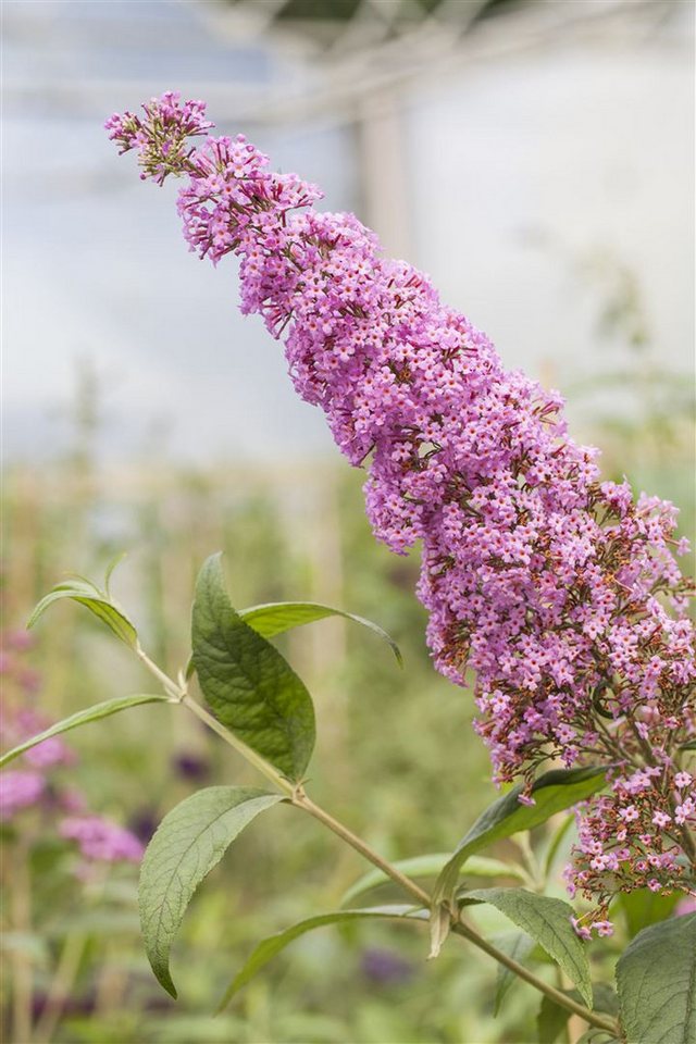 Pflanzen für Dich Gehölze Buddleja davidii Pink Delight, 1 St., Schmetterlingsflieder, Sommerflieder