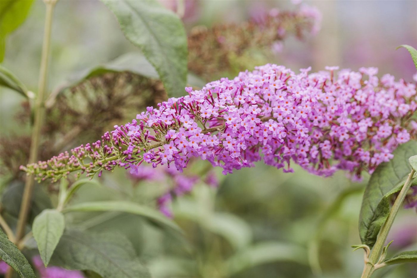 Pflanzen für Dich Gehölze Buddleja davidii Pink Delight, 1 St., Schmetterlingsflieder, Sommerflieder Bild 2