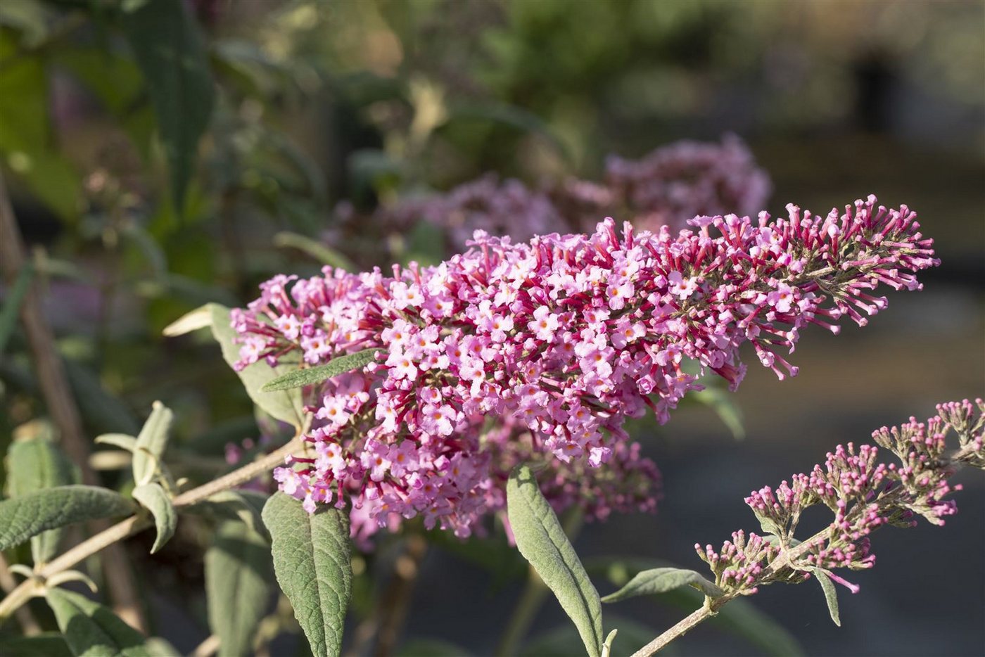 Pflanzen für Dich Gehölze Buddleja davidii Pink Delight, 1 St., Schmetterlingsflieder, Sommerflieder Bild 3