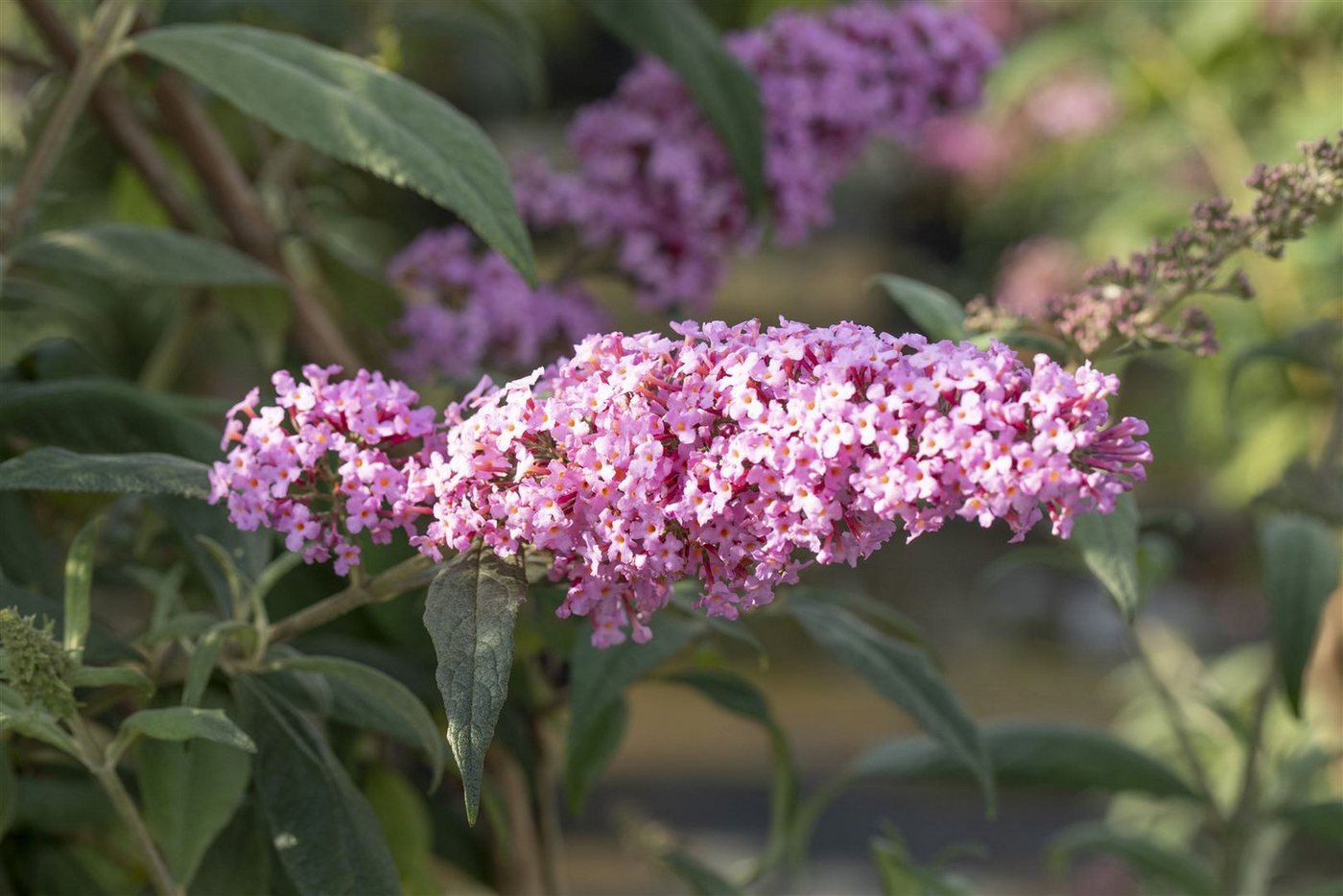 Pflanzen für Dich Gehölze Buddleja davidii Pink Delight, 1 St., Schmetterlingsflieder, Sommerflieder Bild 4